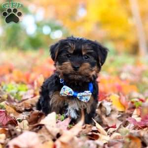 Chief, Yorkie Puppy